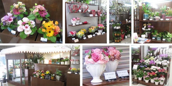 花束・ブーケ・アレンジ プリザーブドフラワー 花鉢、花・ハーブ・野菜苗 ラン類 観葉植物 インテリアグッズなど